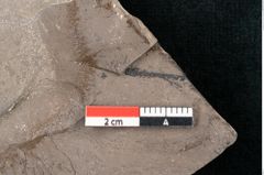 Foto (Detailansicht) von Ficus tenuinervis Ettingshausen (NHMW-GEO-2024-0188-7985)